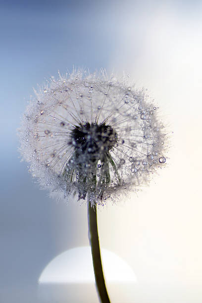 istock Macro of glowing wet dandelion blu sky background 583713390