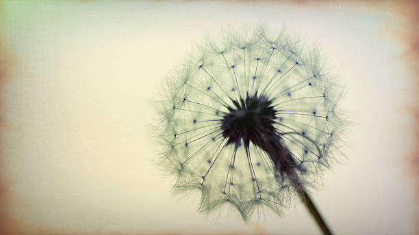 istock Macro of glowing wet dandelion against sunset, grunge textured effect 583713422