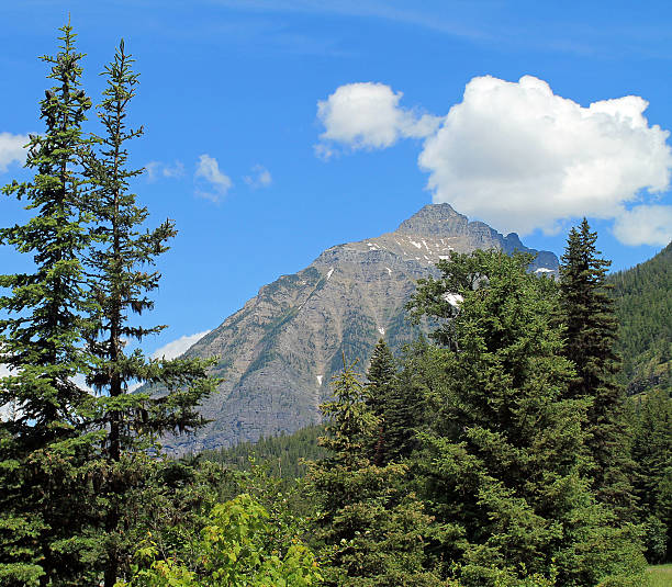 istock Evergreen Trees and Mountain Under a Blue Sky 583713590