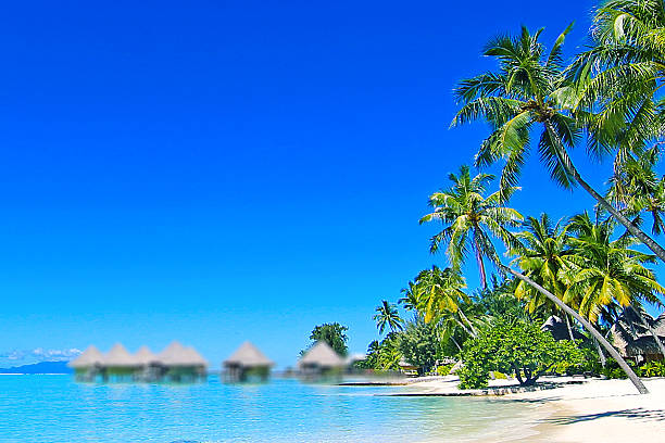 istock Beautiful Bora Bora Bending Palm Trees Beach 583713968