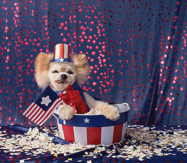 미국의 애국작은 개는 별과 줄무늬 양동이에 앉아 - dog patriotism flag politics 뉴스 사진 이미지