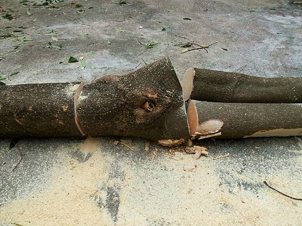 Wood processing
