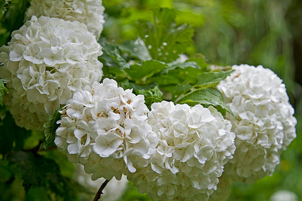 istock flowering of viburnum 583715222