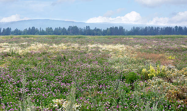 istock Wild flowers field. Sammer meadow 583715252