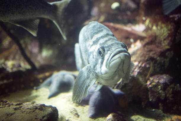 The black rockfish, also known variously as the black seaperch, black bass, black rock cod, sea bass, black snapper, and Pacific Ocean perch.
