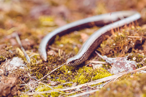 istock Slow Worm or Blind Worm, Anguis fragilis 583719754