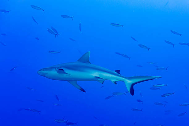 istock Grey shark ready to attack underwater in the blue 583719804