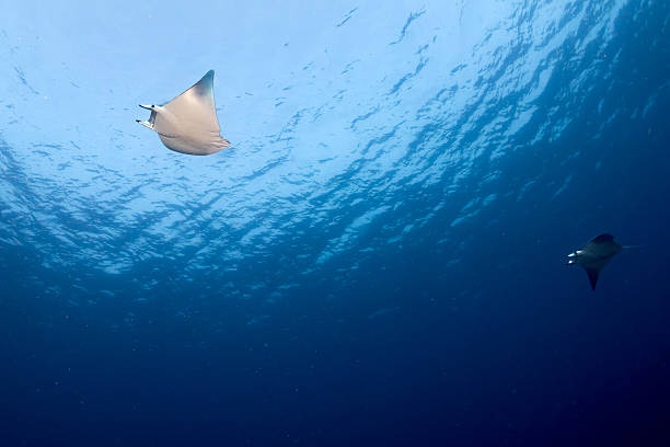 Manta in the blue ocean background portrait