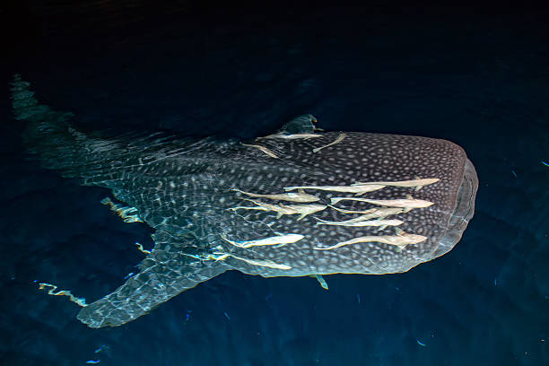 istock Whale Shark close up underwater portrait at night 583720252