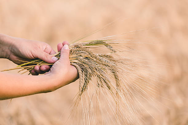 istock Wheat ears barley in the hand 583720342