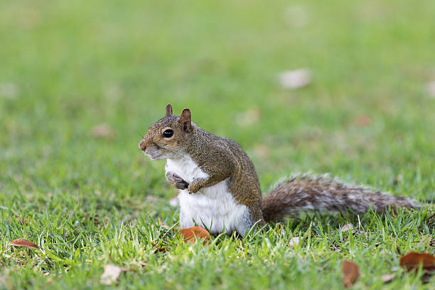 istock Squirrel Staring, Winter Park, Orlando, Florida 583720406