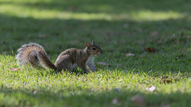 istock Squirrel Staring, Winter Park, Orlando, Florida 583720426