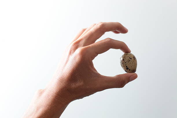 istock Nestling quail. Little Bird had a child in his hands 583722110