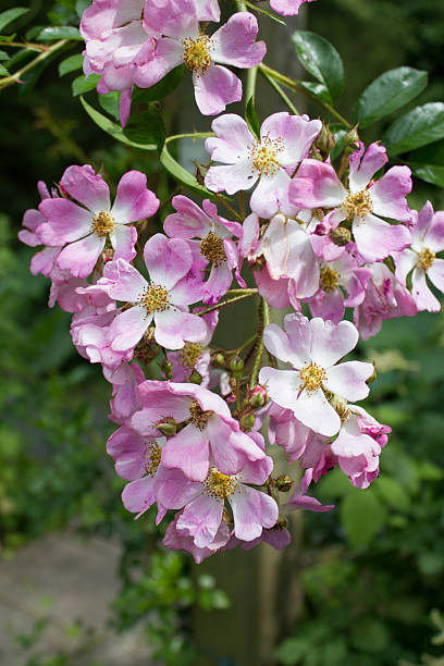 istock Many-flowered rose (Rosa multiflora ssp. adenochaeta) in pink, close-up 583722516