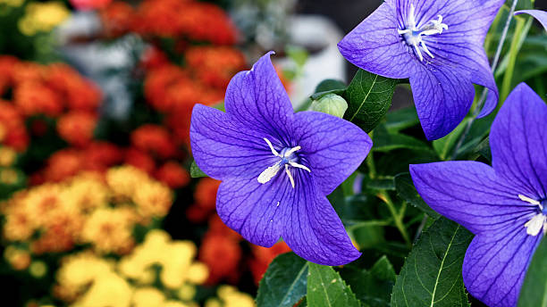 istock Purple Flower Hanging 583722840