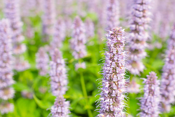 Agastache Blue Fortune. Agastache Blue Fortune or Giant Hysso flowers. agastache stock pictures, royalty-free photos & images