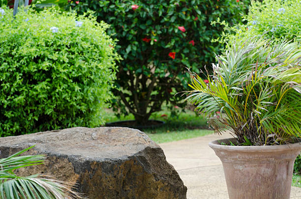 istock Tropical plants and bushes. 583723650