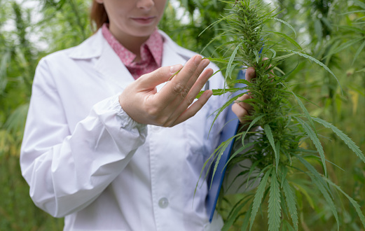 Female doctor with clipboard testing cannabis sativa flowers in the field