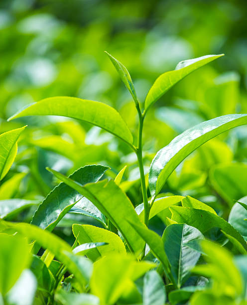 istock Close up of Green Tea Leaves 583725770