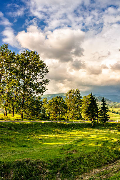 istock trees on a hill side near the mountain road 583726366