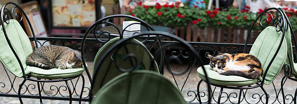 two lazy cats sleeping on antique chairs
