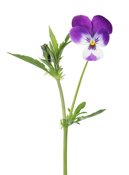 istock one pansy white and purple bloom on stem 583727730
