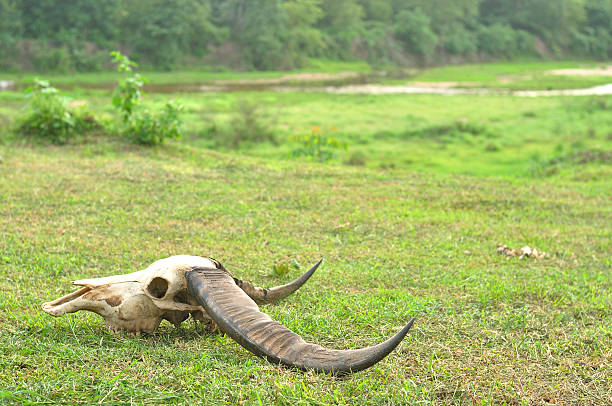 teschio della testa di bufalo d'acqua selvatica (bubalus arnee) - animal skull cow bull old foto e immagini stock