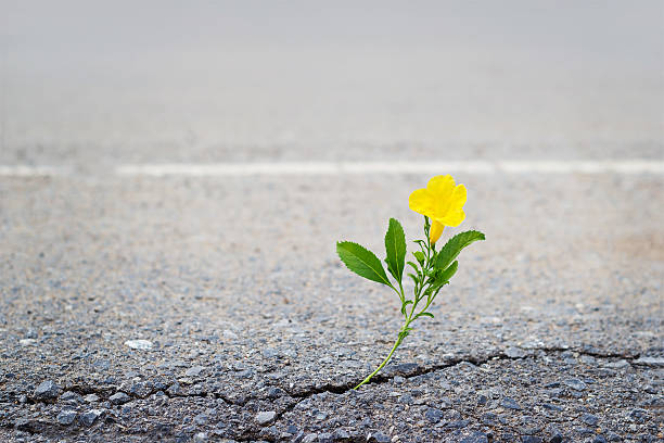 istock yellow flower on crack street, soft focus 583729020