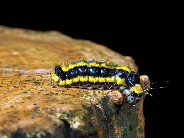 istock moth larva,Pidorus atratus (Butler, 1877) 583729494