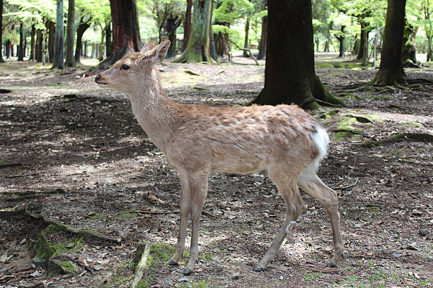 istock Deer in Nara Park at Nara, Japan 583729856