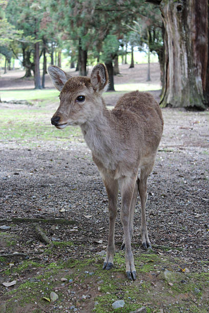 istock Deer in Nara Park at Nara, Japan 583729870