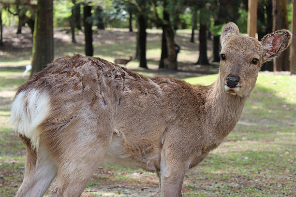 istock Deer in Nara Park at Nara, Japan 583730002