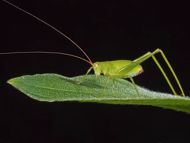 istock katydids or bush crickets,Tettigoniidae 583730022