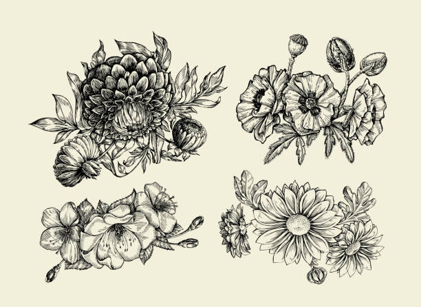 istock Flowers. Hand drawn sketch flower, poppy, chrysanthemum, dahlia. Vector illustration 583730026