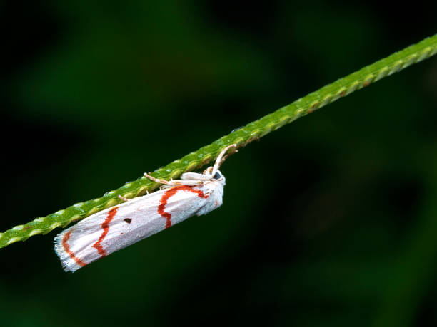 istock moth,Gargela renatusalis (Walker, 1859) 583730200