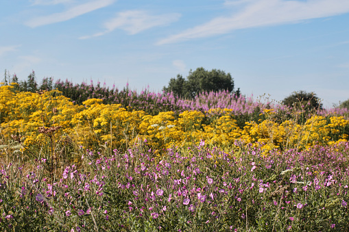 This yellow and mauve / pink landscape of long grass meadow is a result of management of this part of Mitcham Common, Surrey, UK. Ragwort (yellow, (Senecio jacobaea)) and fireweed (mauve, (Epilobium angustifolia)) both have floating seeds that thrive on disturbed ground. In the foreground is great willowherb (also mauve / pink), a cousin to rosebay.