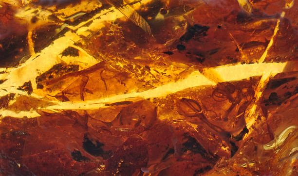 istock Baltic amber, resin segments 583730658