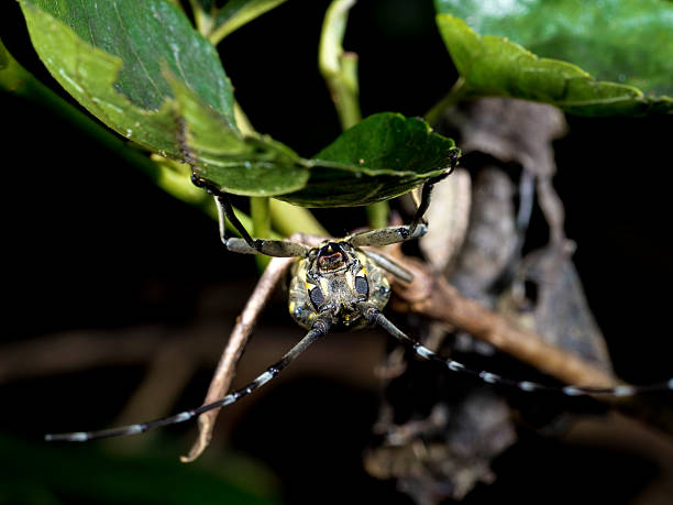 istock Longhorn beetle,Psacothea hilaris hilaris (Pascoe, 1857 ) 583730922