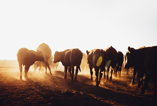 Free range brown cows grazing on dusty open land farm in sunrise with sun flare