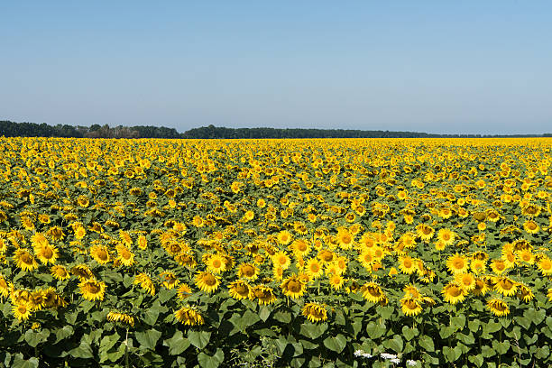 istock Field of sunflowers on a summer day 583731800