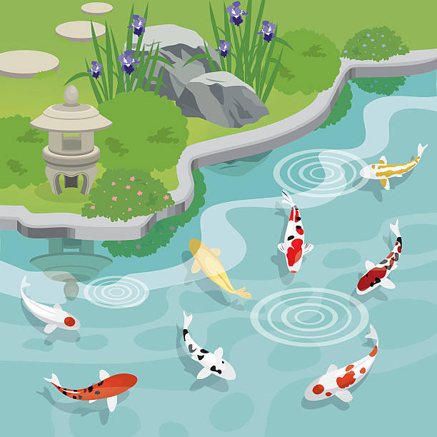 Japanese Garden With Koi Pond Stock Illustration - Download Image Now - Koi  Carp, Pond, Clip Art - iStock