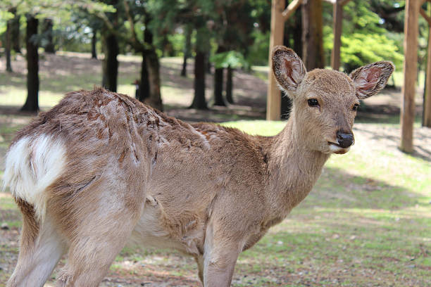 istock Deer in Nara Park at Nara, Japan 583732394