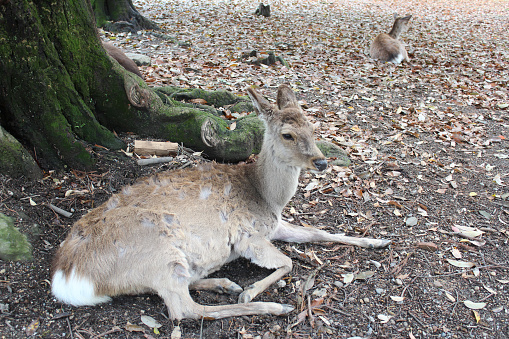 Deers in Nara Park at Nara, Japan
