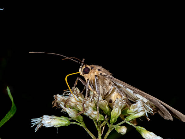 istock Asota heliconia zebrina,Moth 583733380