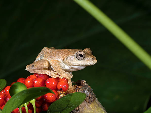 istock Hong Kong Whipping Frog ,Polypedates megacephalus 583733572
