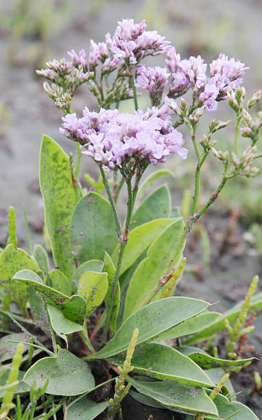 lawenda morska zwyczajna (limonium vulgare) - limonium zdjęcia i obrazy z banku zdjęć