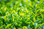 Close up of Green Tea Leaves