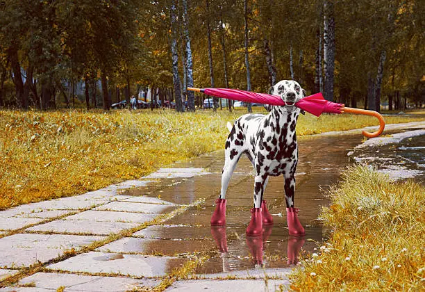 Photo of Dog walking after rain with umbrella -- toned photo