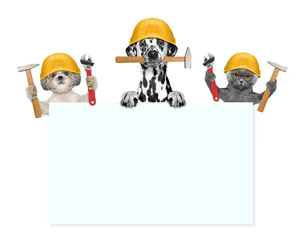 Photo of dogs and cat builders holding tools in their paws