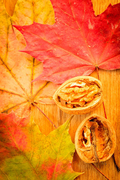 istock Walnut on colorful autumn leaves. 583735044